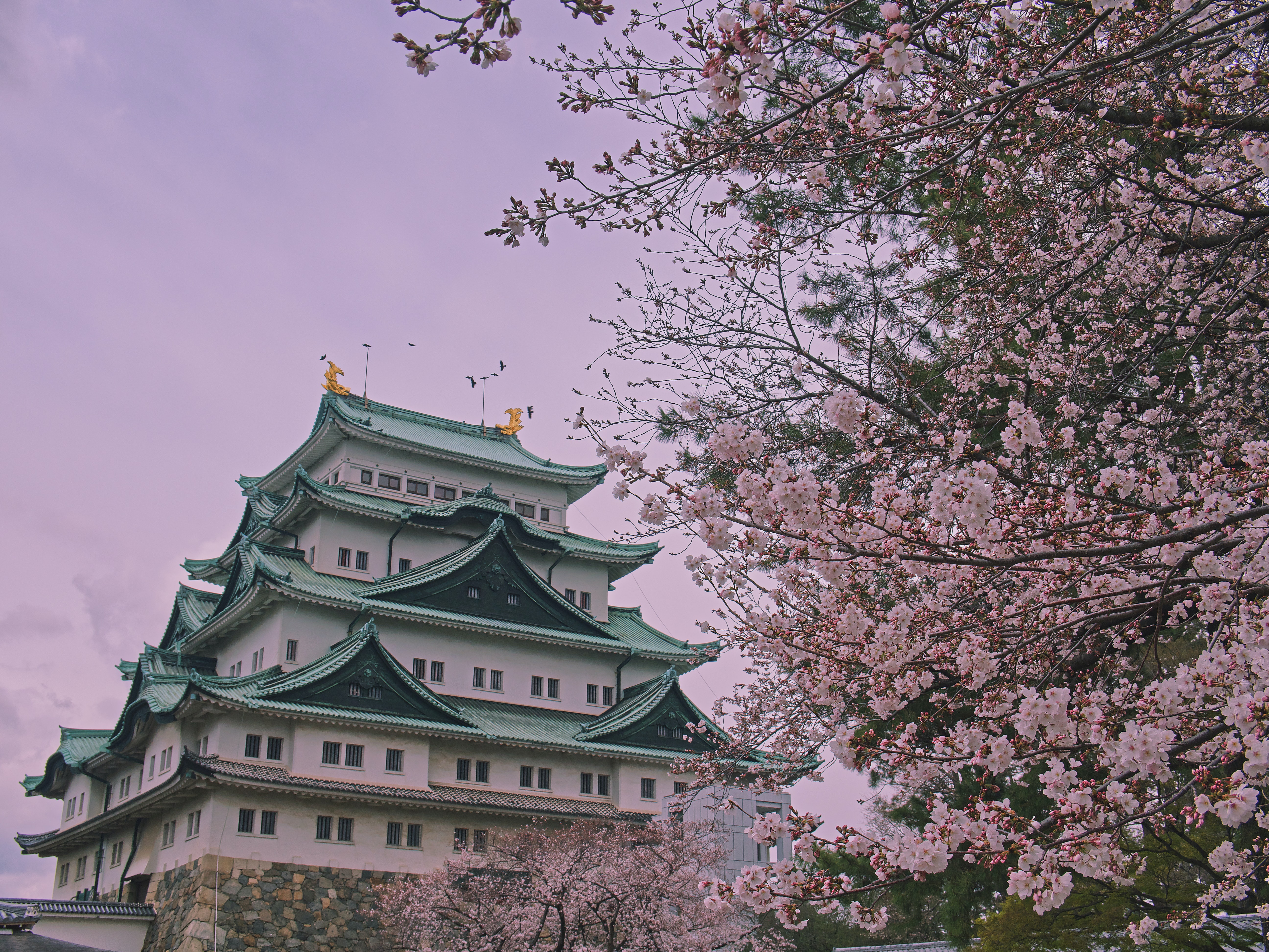 Tokyo Temple